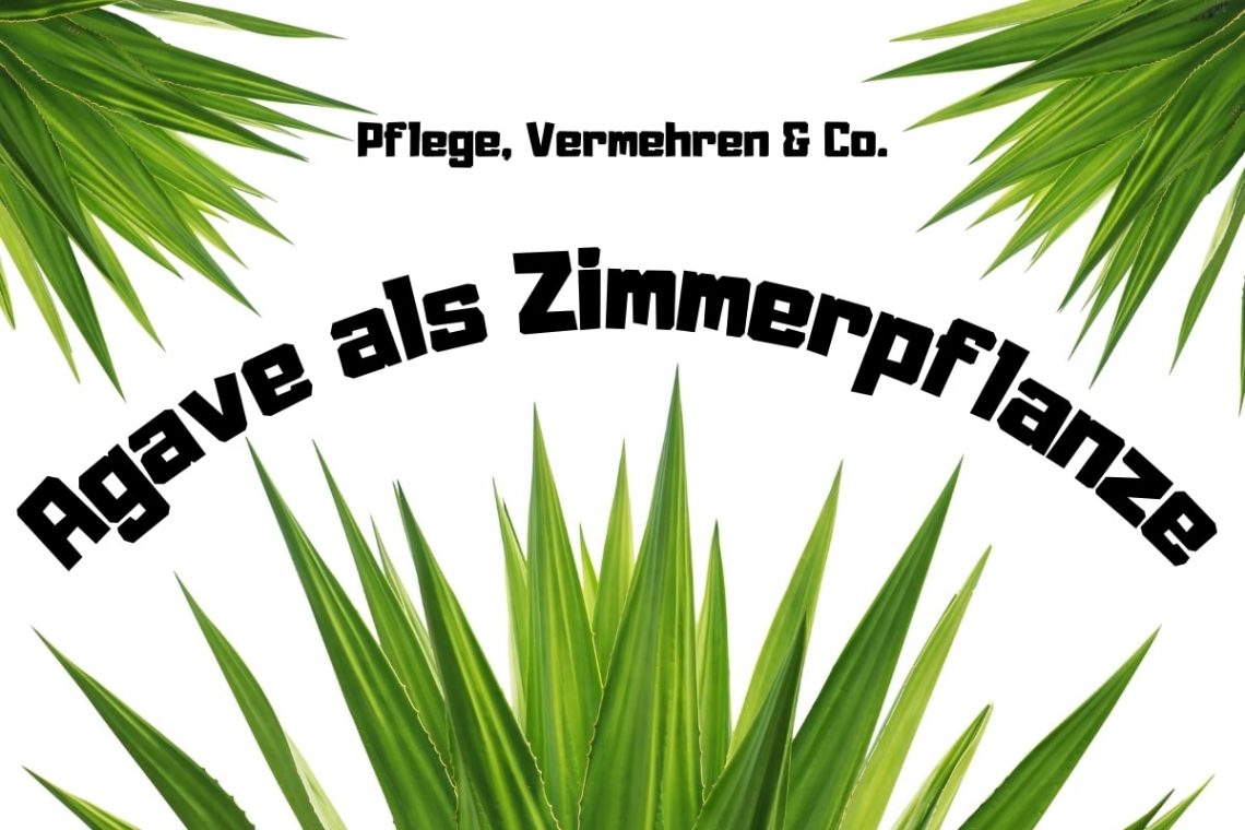 Agave als Zimmerpflanze