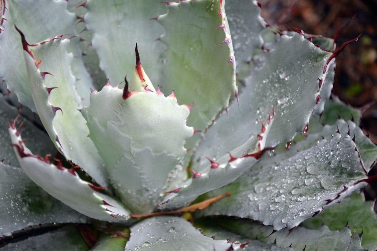 gewässerte Agave