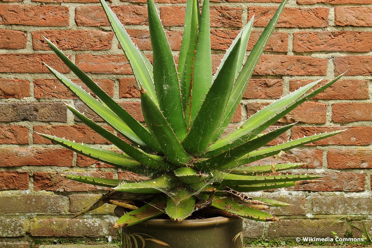 Agave