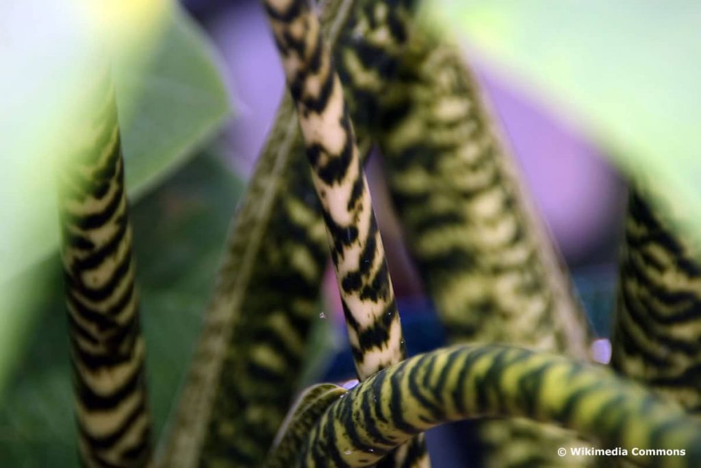 Alocasia zebrina Standort & Pflege