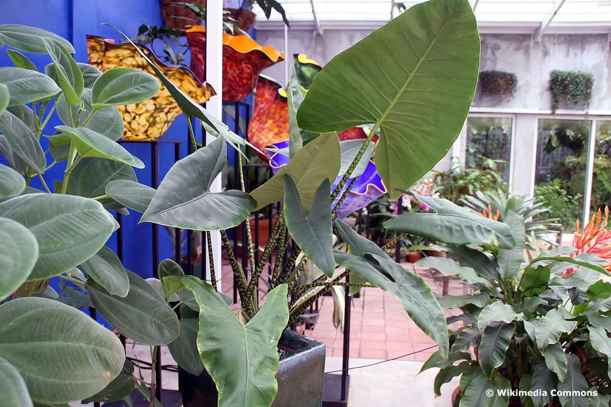 Alocasia zebrina