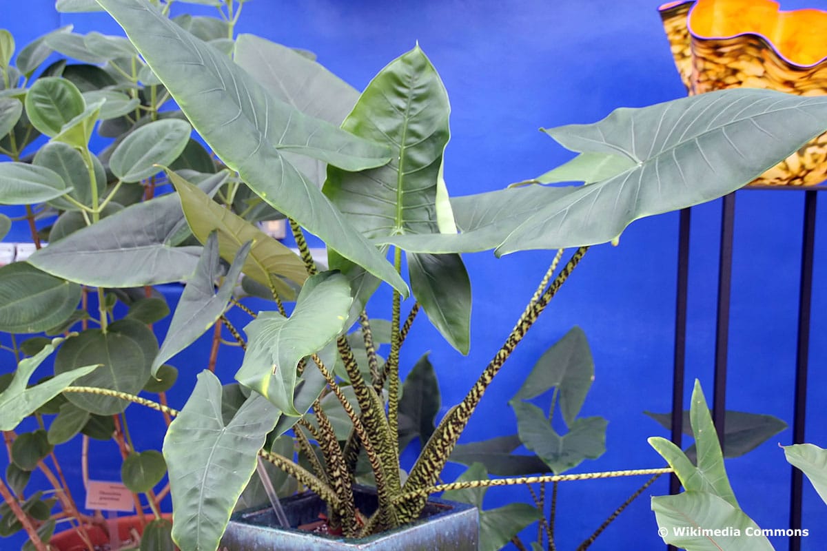 Alocasia zebrina