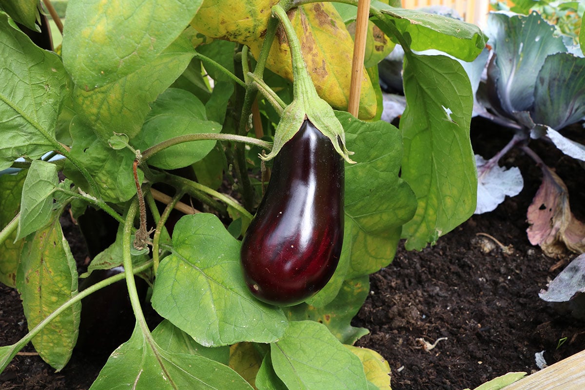 Gemüse mit A: Auberginen (Solanum melongena)