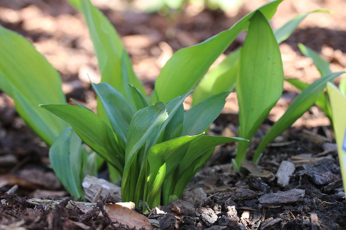 Bärlauch (Allium ursinum)