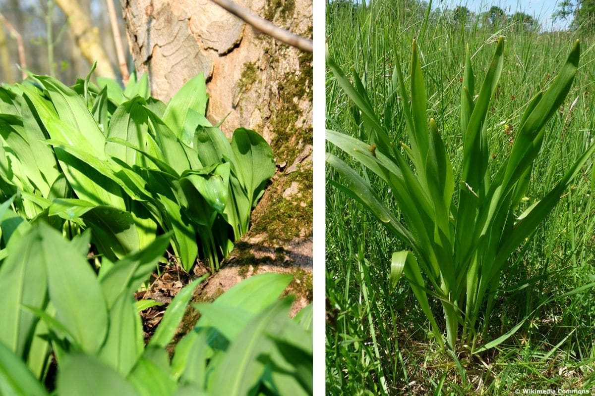 Bärlauch (Allium ursinum) & Herbstzeitlose (Colchicum autumnale) (v.l.n.r.)