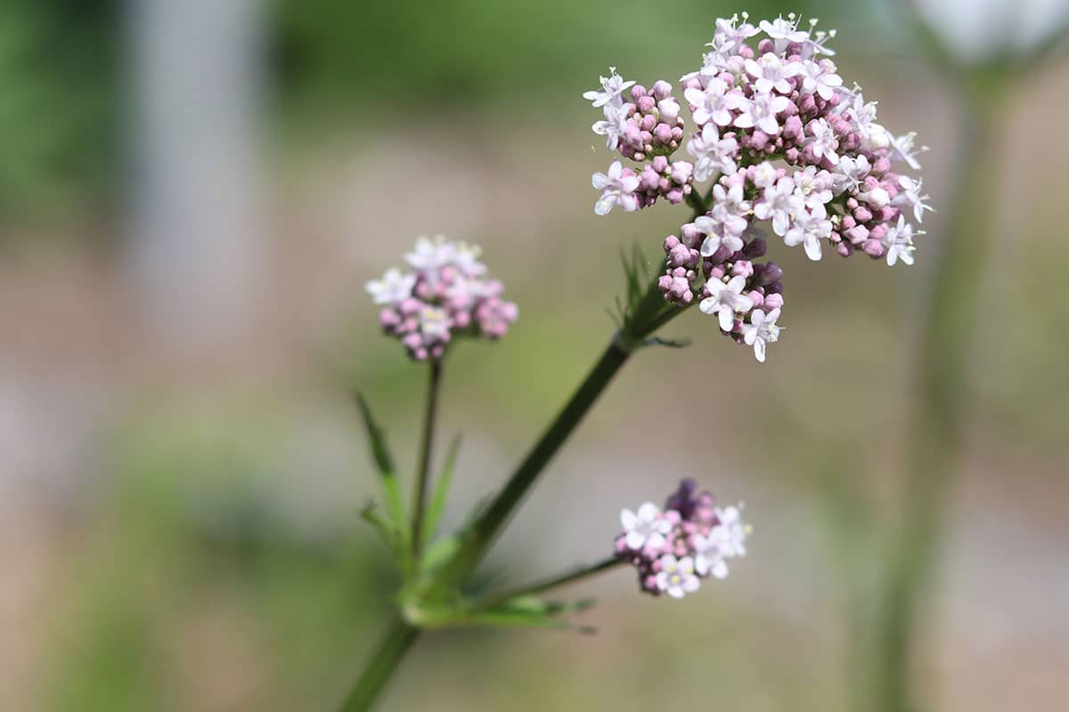 Baldrian (Valeriana officinalis)