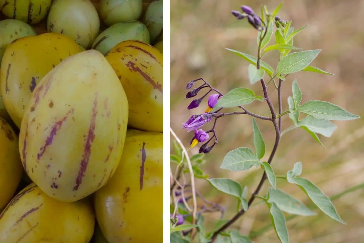 Birnenmelone (Solanum muricatum)