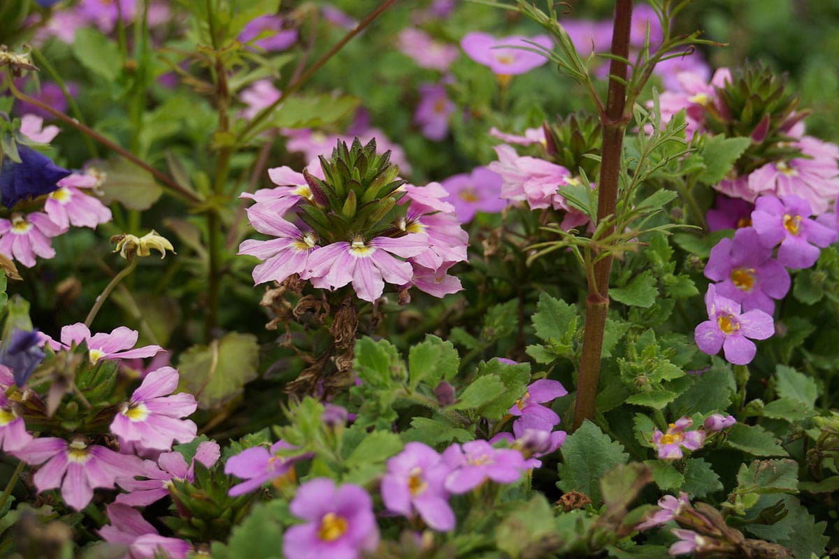 Pflanze für Blumenampel: Blaue Fächerblume (Scaevola aemula)