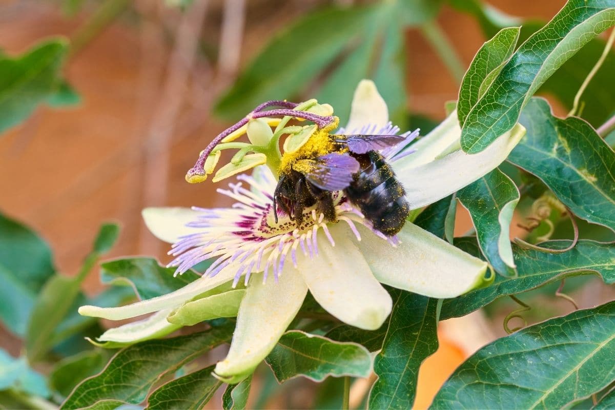 Blaue Holzbiene (Xylocopa violacea) Nektar