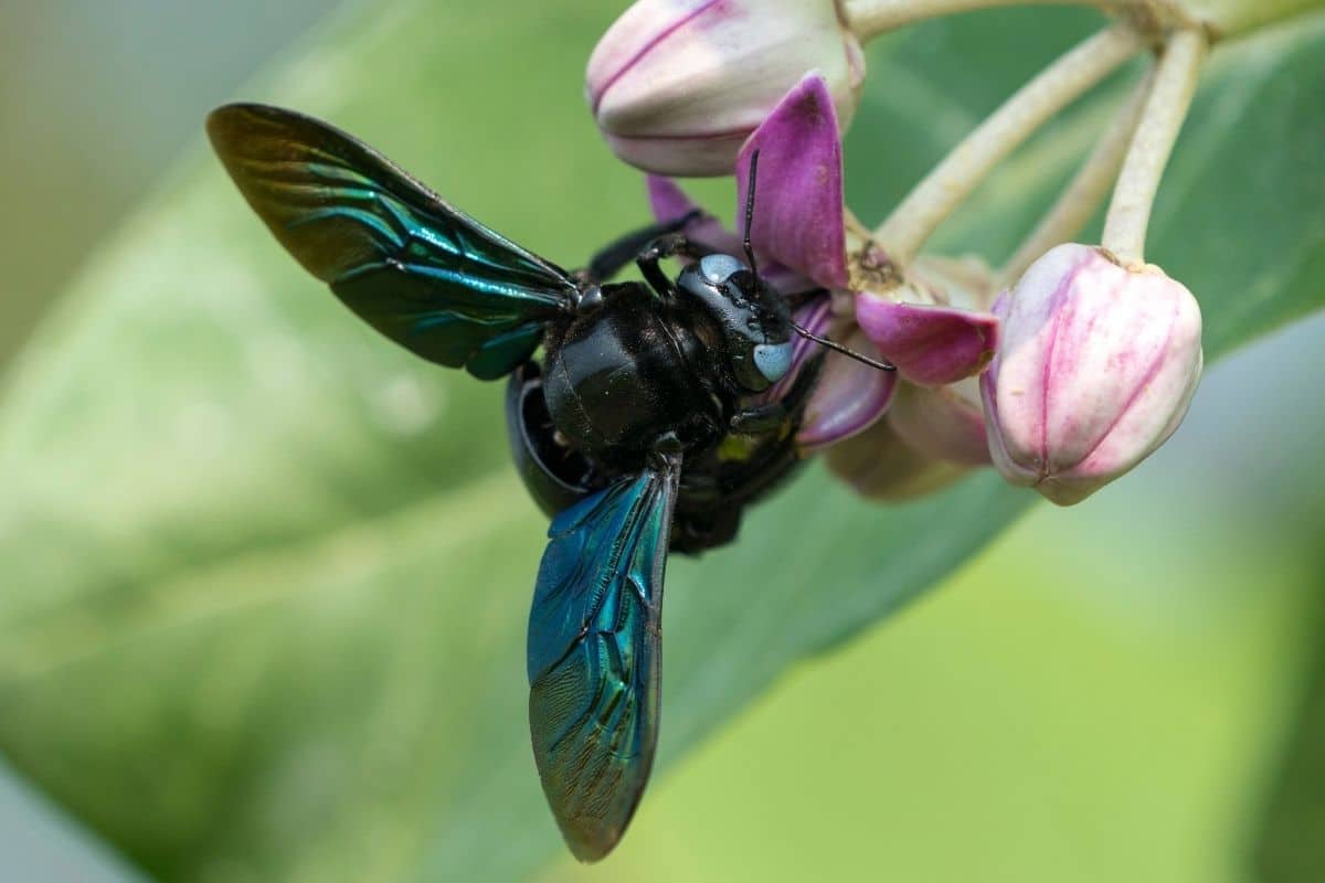 Blaue Holzbiene (Xylocopa violacea)