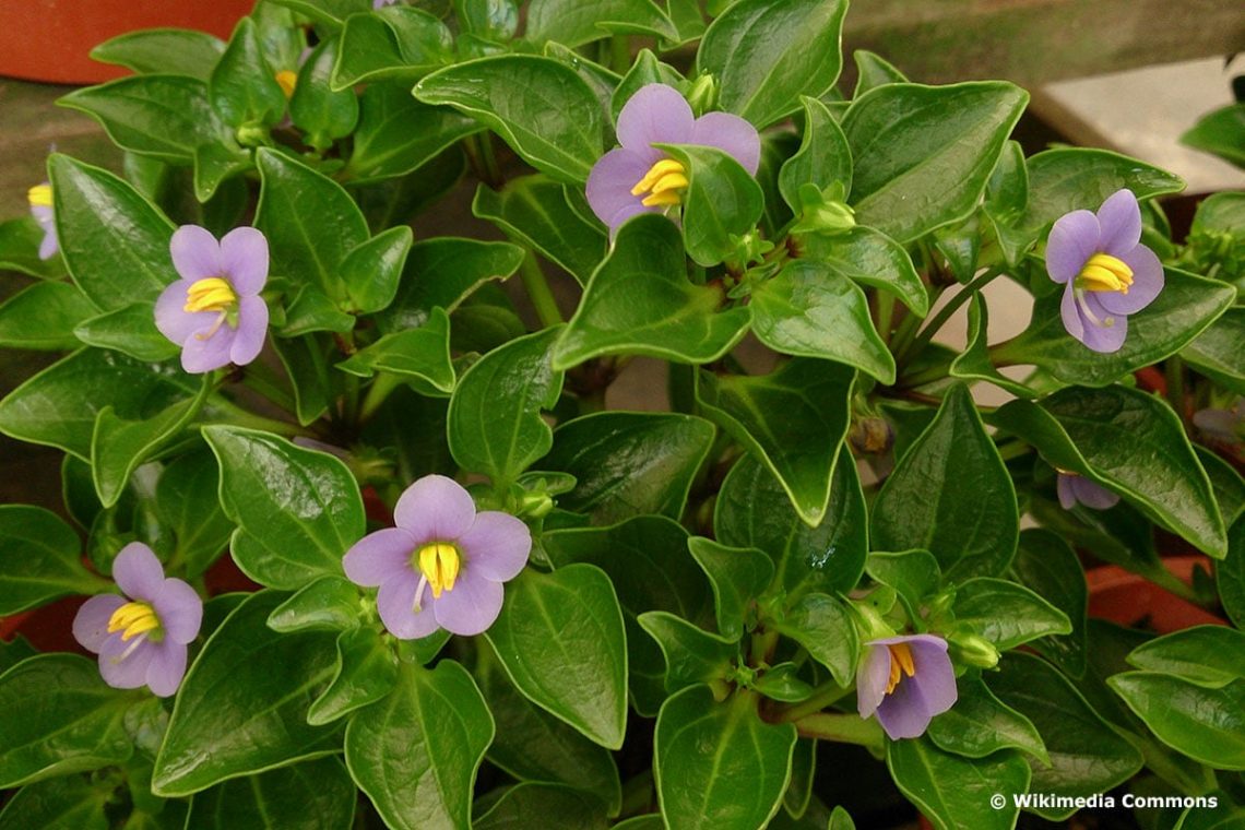 Blaues Lieschen (Exacum affine)