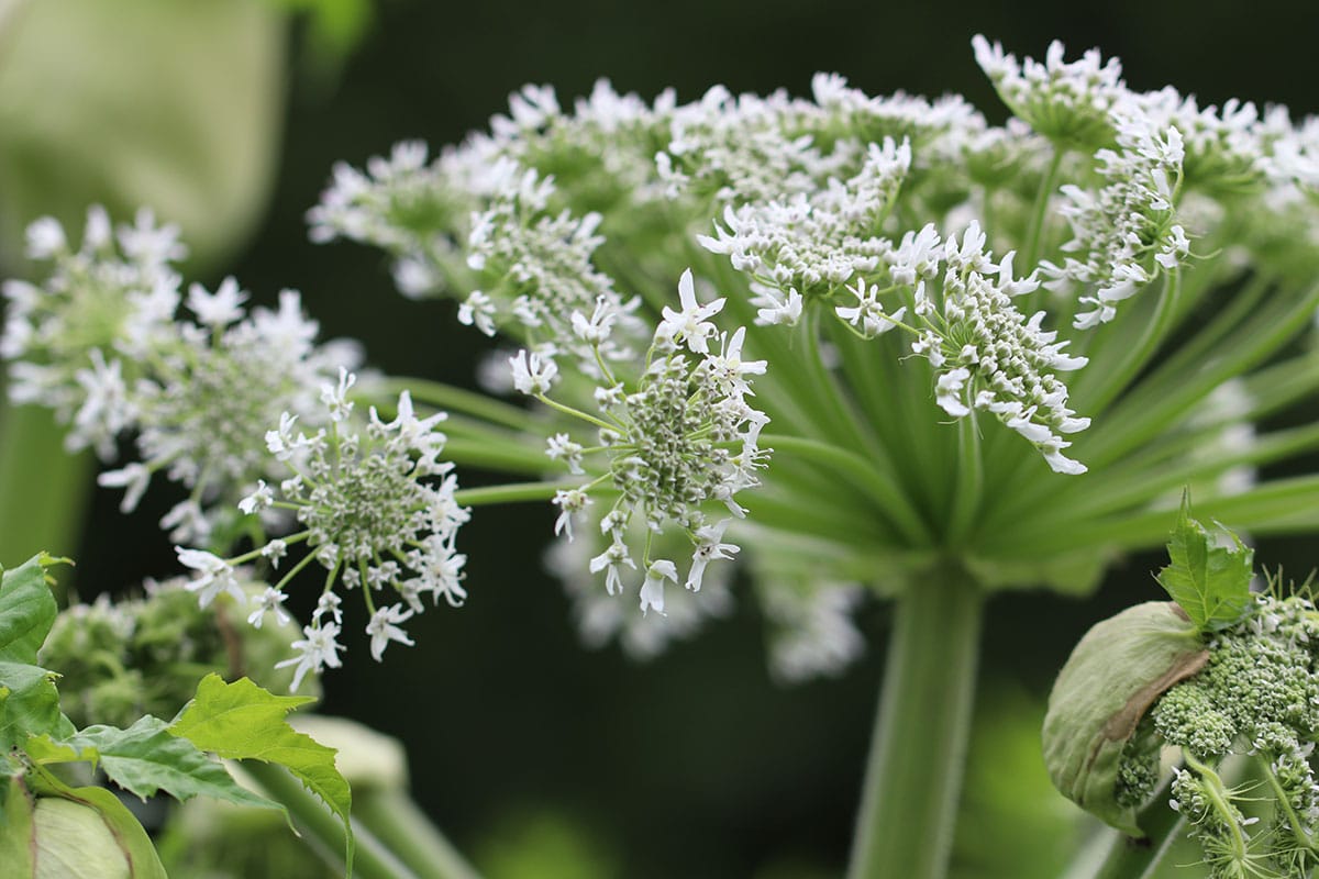 Blüte des Riesen-Bärenklaus (Heracleum mantegazzianum)