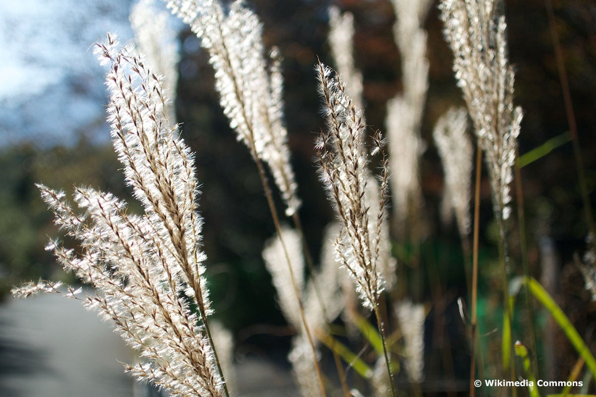 Blüten der Miscanthus sinensis