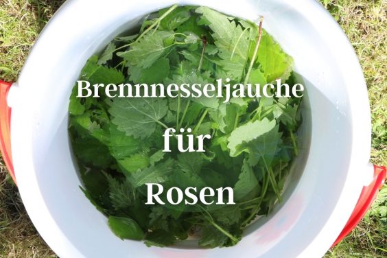 Brennnesseljauche für Rosen - Titelbild