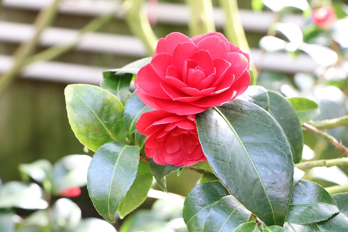 Camellia japonica, Kamelie