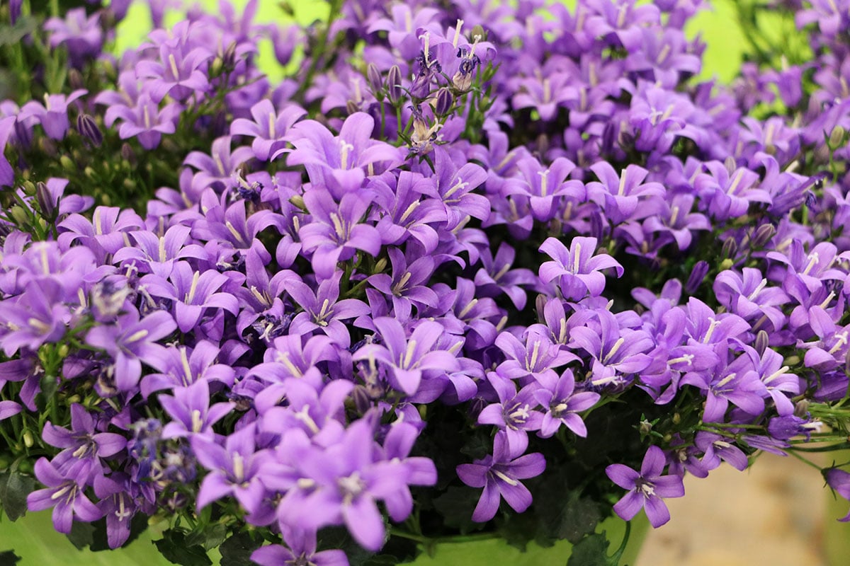 Campanula portenschlagiana, Dalmatiner Glockenblume