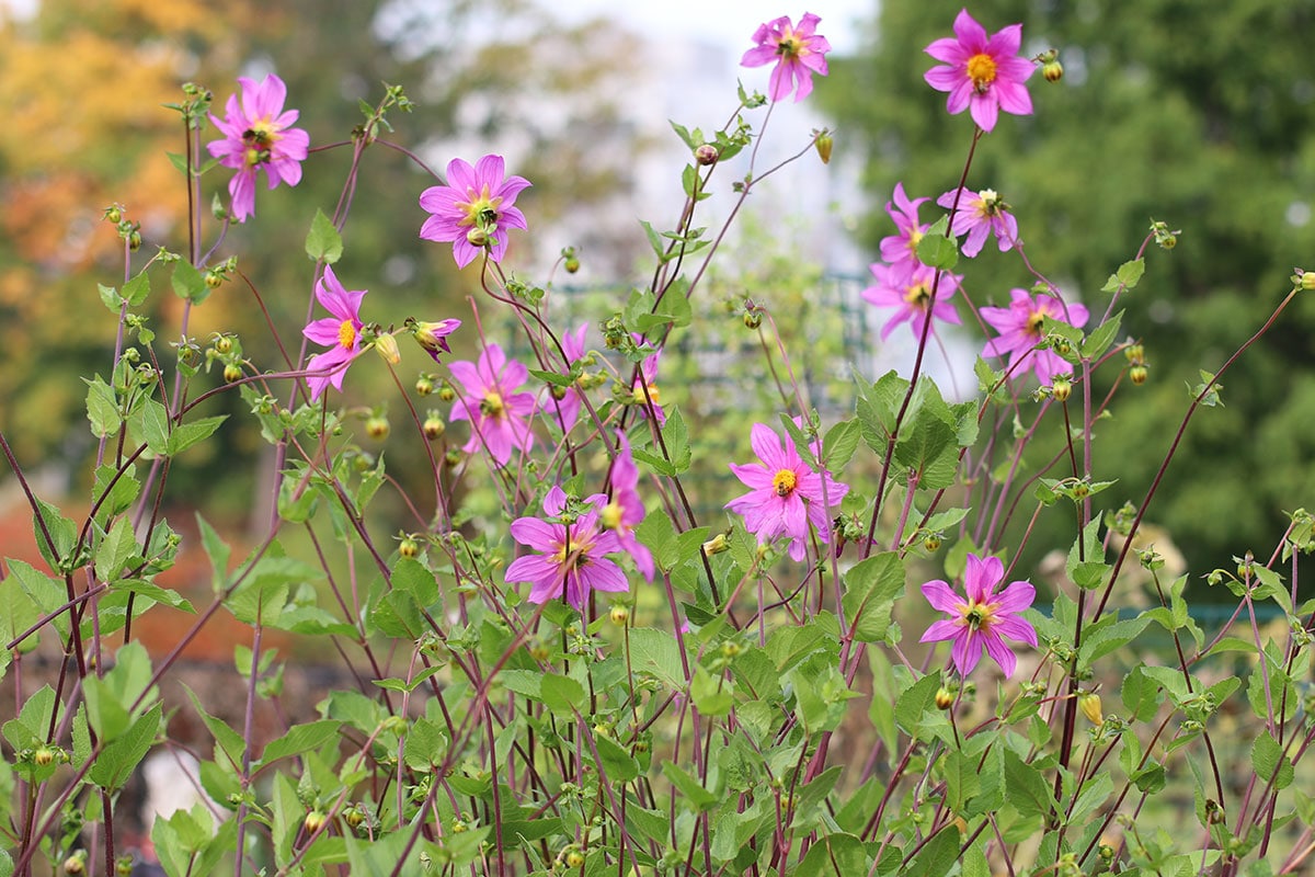 Dahlien (Dahlia)