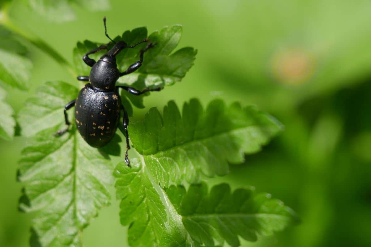 Dickmaulrüssler auf Blatt