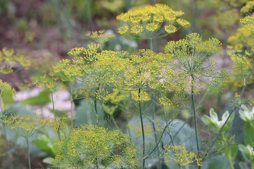 Gute Nachbarn für Schnittlauch - Dill (Anethum graveolens)