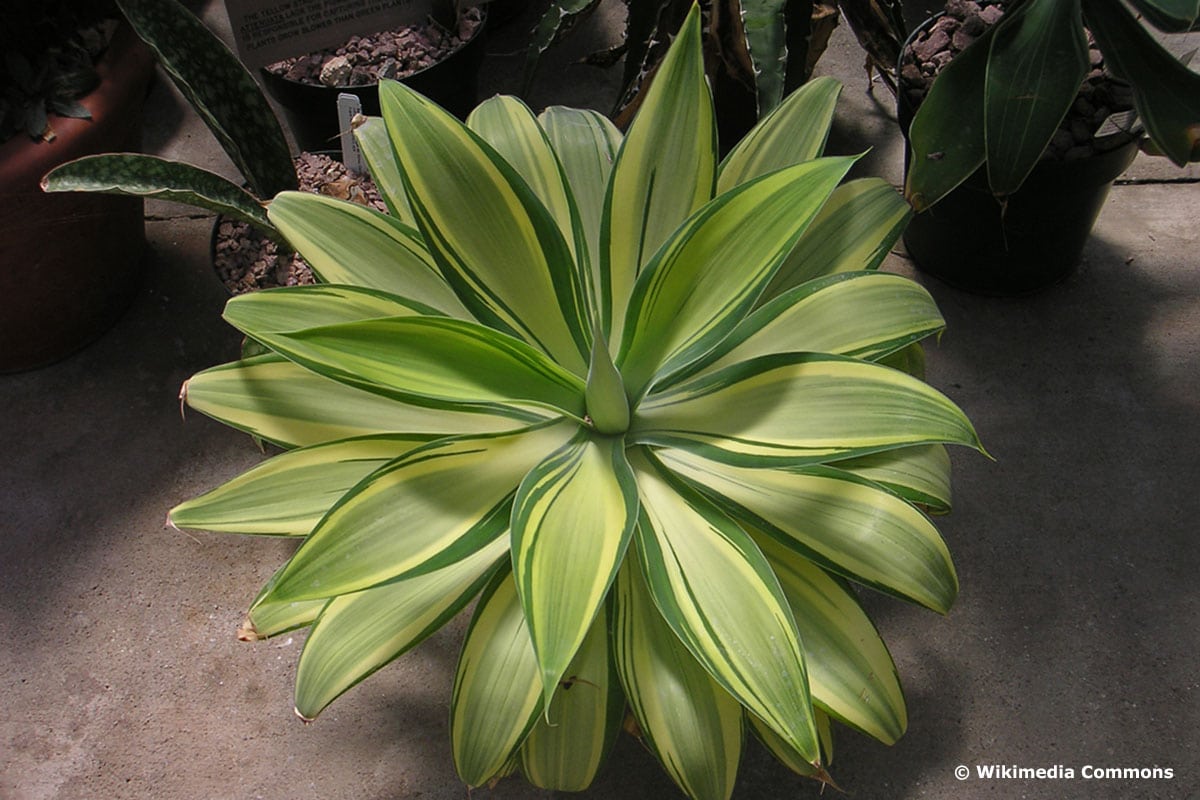 Drachenbaum-Agave (Agave attenuata)