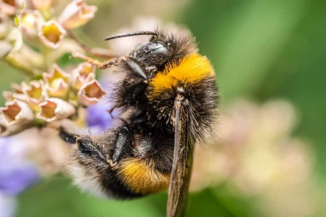 Dunkle Erdhummel (Bombus terrestris)