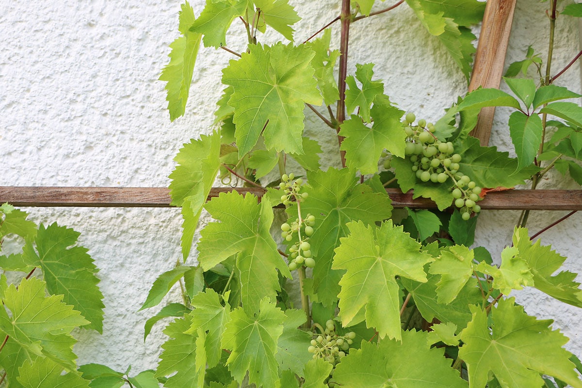 Echte Weinrebe (Vitis vinifera)