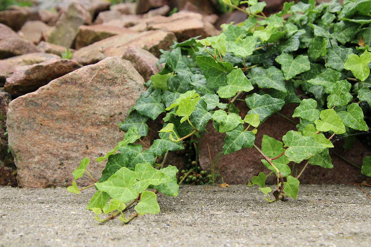 Pflanze für Blumenampel: Efeu (Hedera helix)