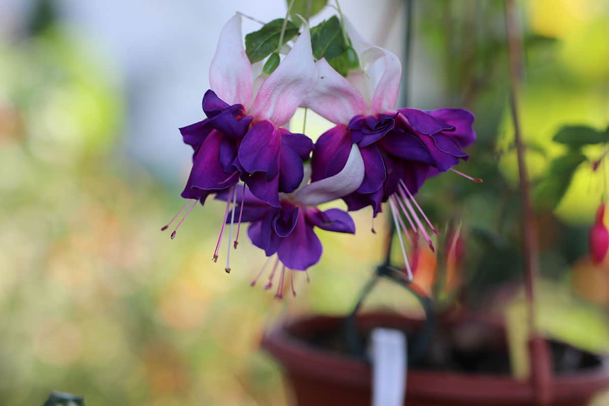 Fuchsien (Fuchsia)