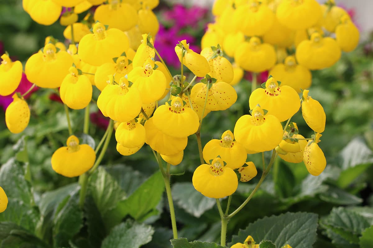 Garten-Pantoffelblume (Calceolaria integrifolia)