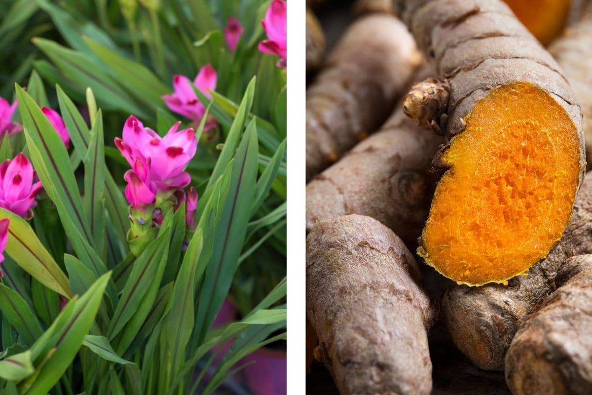 Kurkuma/Gelbwurzel (Curcuma longa)