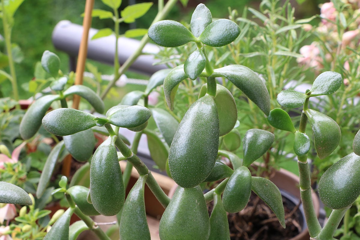 Geldbaum (Crassula ovata)