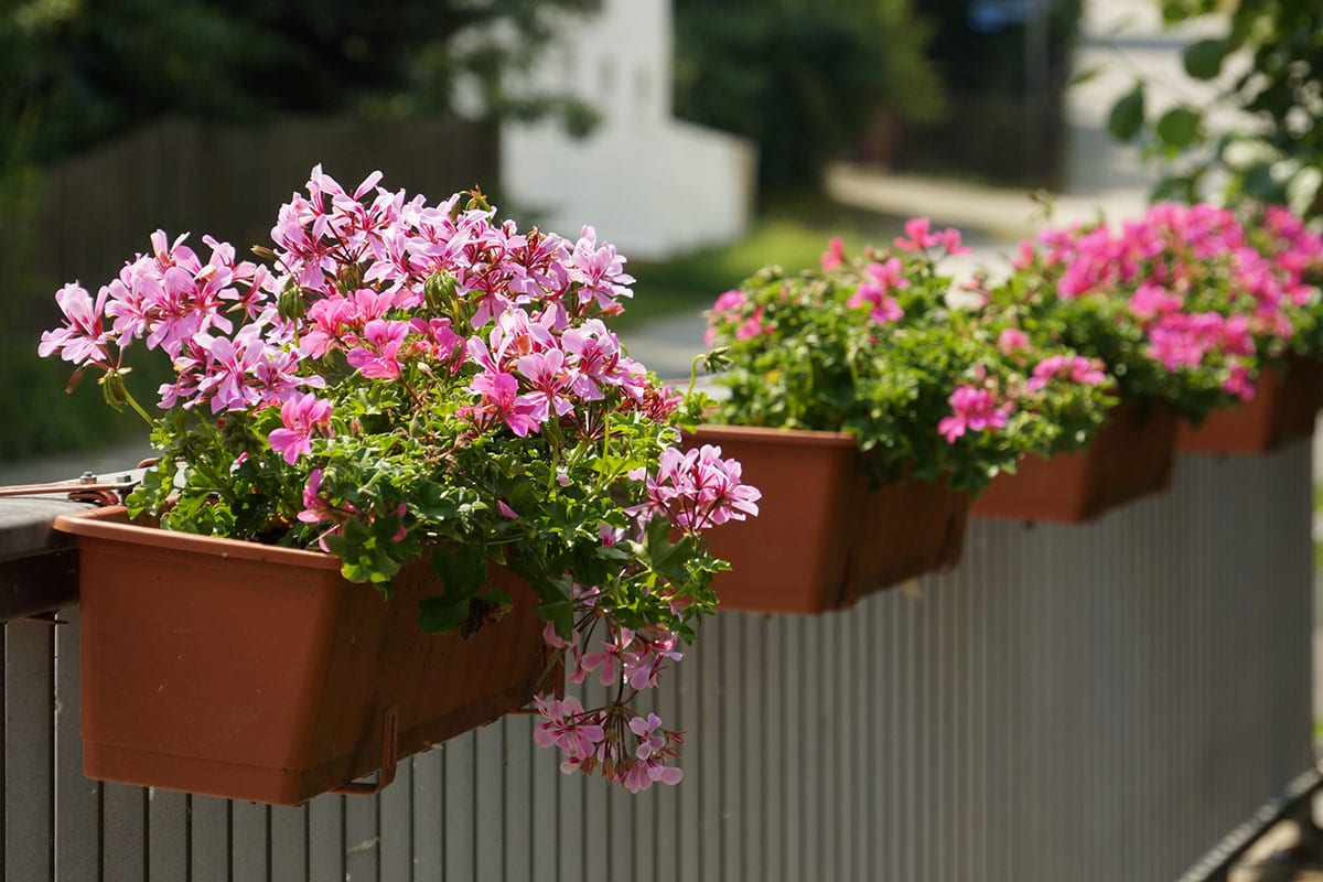 Hänge-Geranien (Pelargonium peltatum)