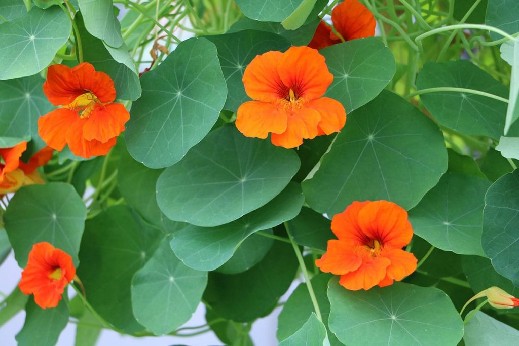 Große Kapuzinerkresse (Tropaeolum majus)