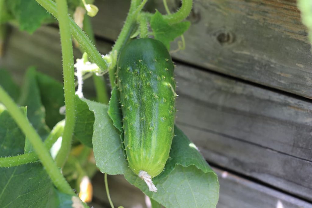 Gurken (Cucumis sativus)