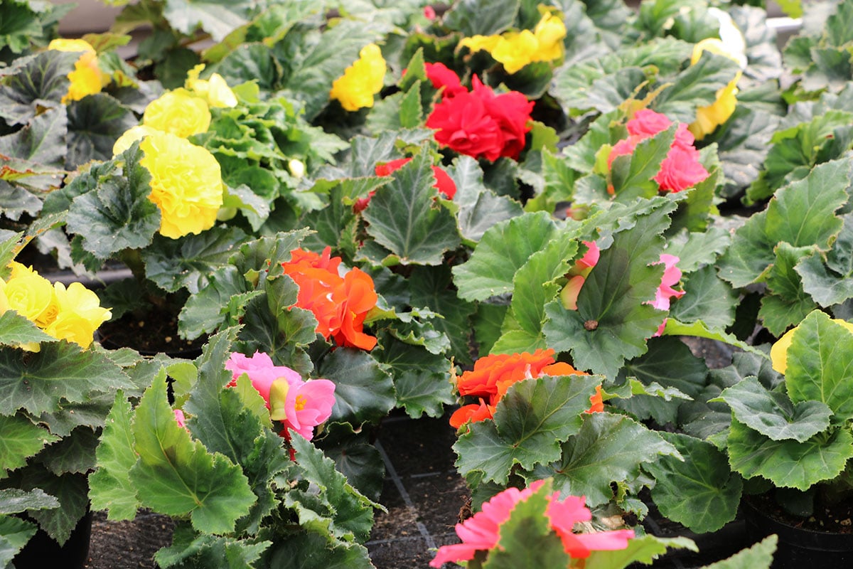 Pflanze für Blumenampel: Hänge-Begonie (Begonia-Tuberhybrida)