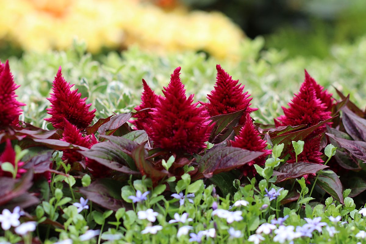 Hahnenkamm (Celosia argentea)