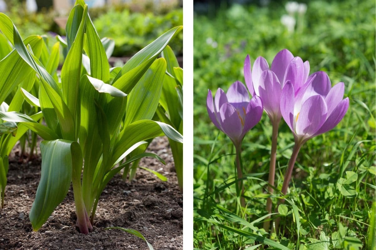 Herbstzeitlose (Colchicum autumnale)