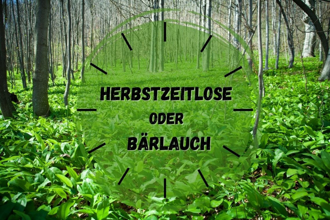 Vergiftungsgefahr: Herbstzeitlose oder Bärlauch - Titelbild