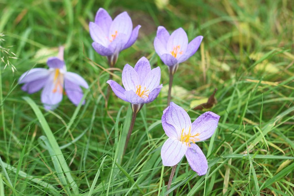 Herbstzeitlose (Colchicum autumnale)