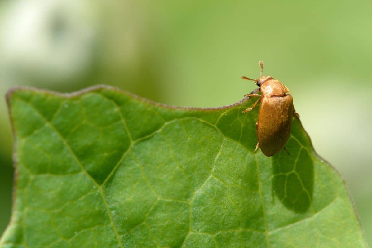 Himbeerkäfer (Byturus tomentosus)