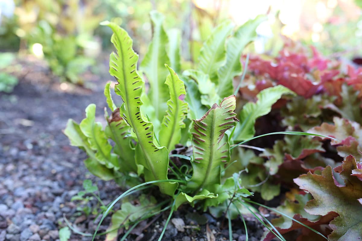 Hirschzungenfarn (Asplenium scolopendrium) im Garten