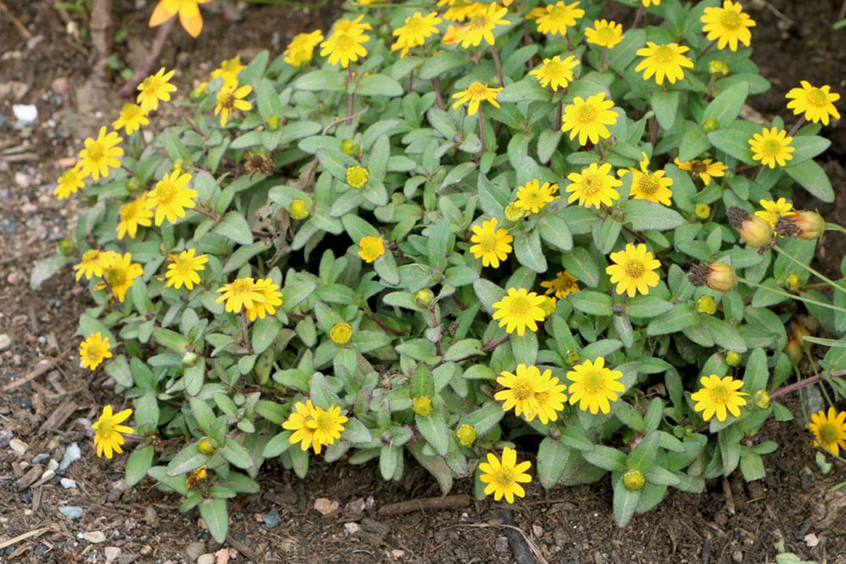 Husarenknöpfchen (Sanvitalia procumbens)