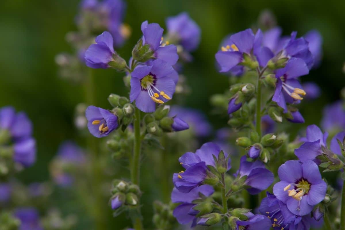 Jakobsleiter (Polemonium reptans)