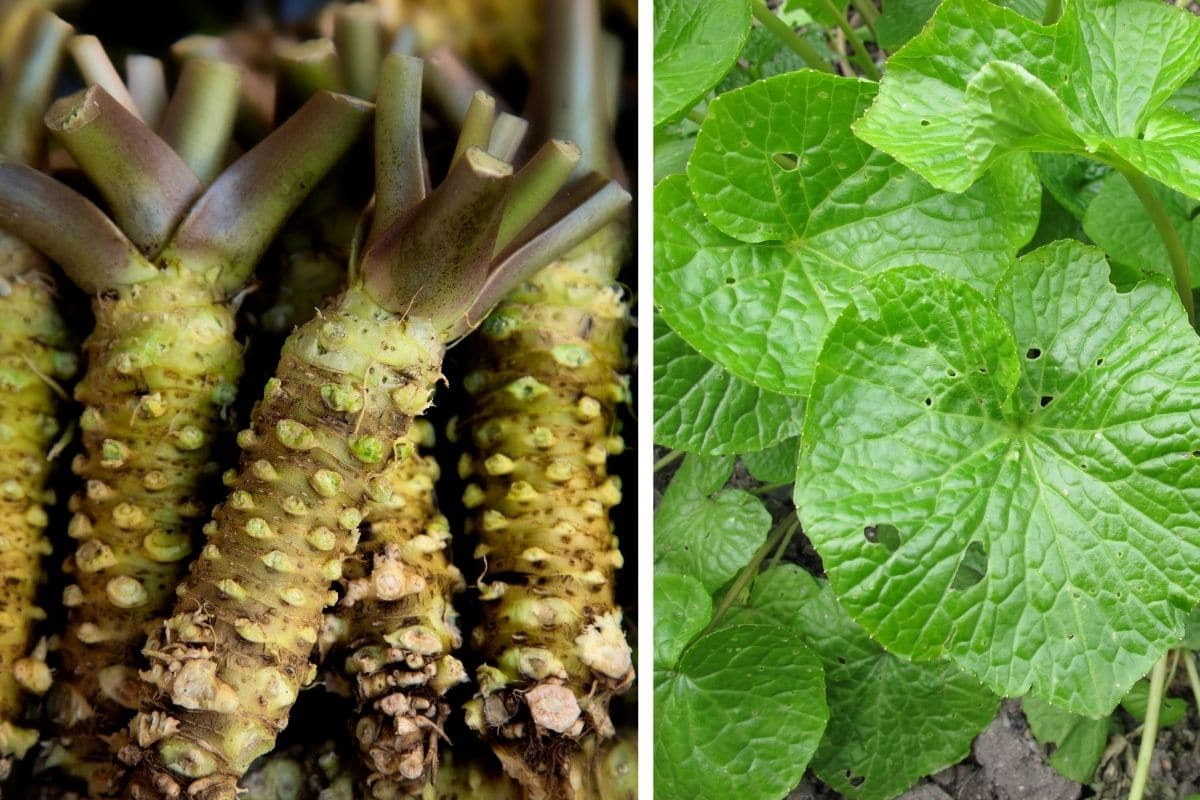 Wasabi/Japanischer Meerrettich (Wasabia japonica)