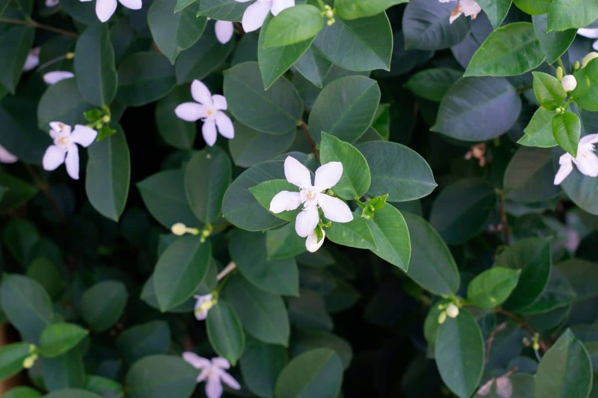 Jasmin (Jasminum officinale)