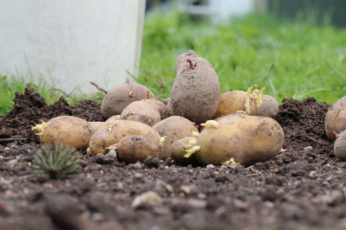 Kartoffeln/Erdäpfel (Solanum tuberosum)