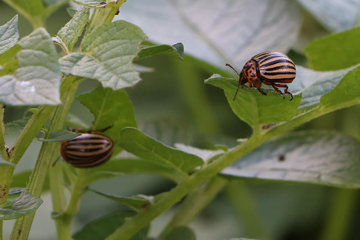 Kartoffelkäfer (Leptinotarsa decemlineata)