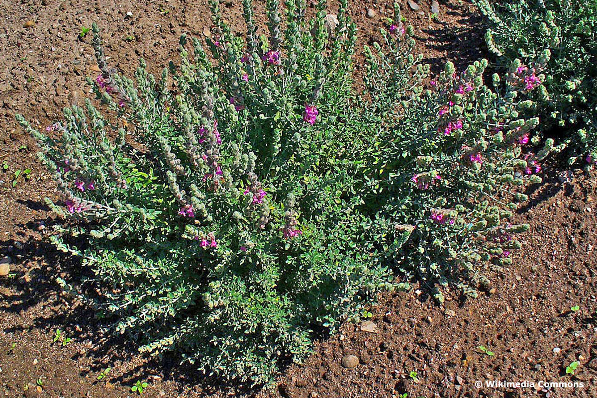 Katzengamander (Teucrium marum)