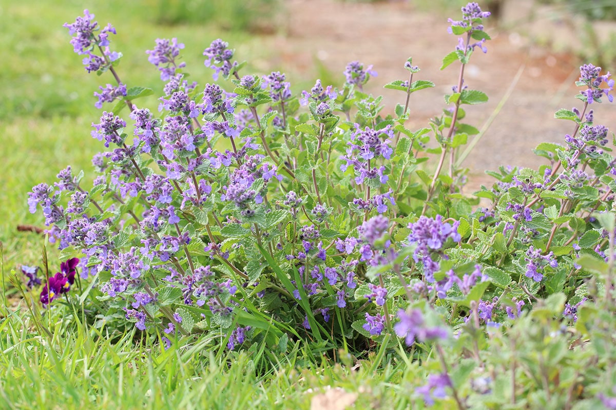 Katzenminze (Nepeta cataria)