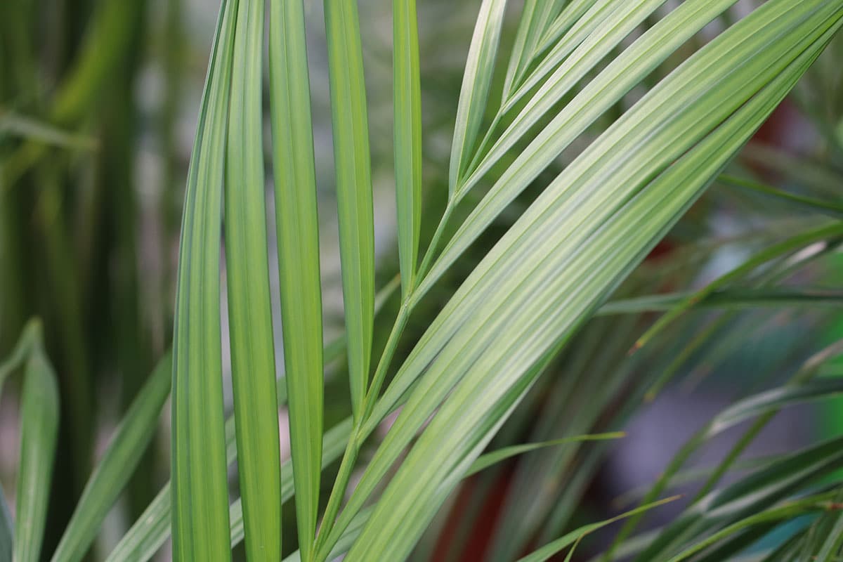 Kentiapalme (Howea forsteriana)